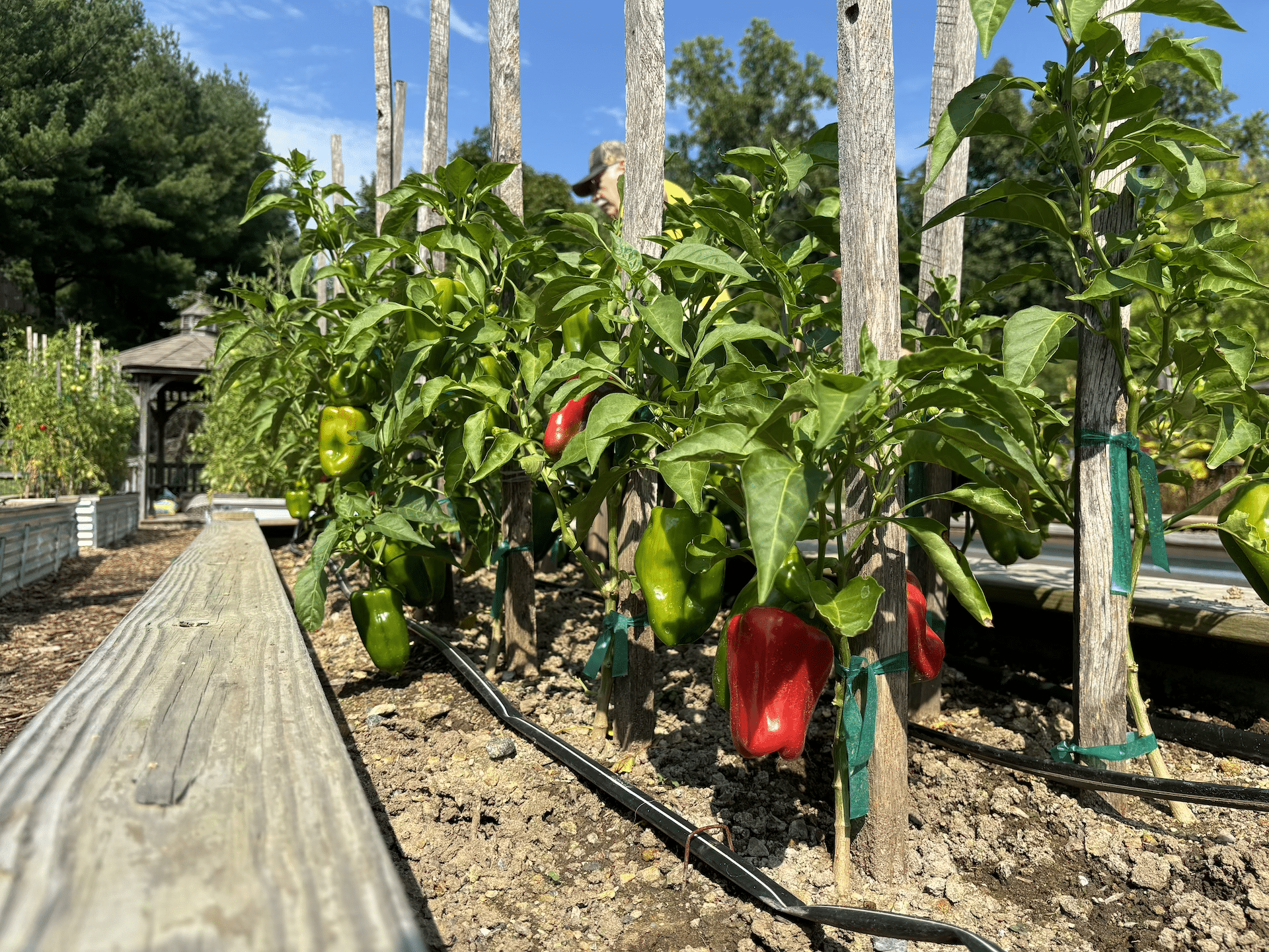 Bell peppers grown through Trellis for Tomorrow.