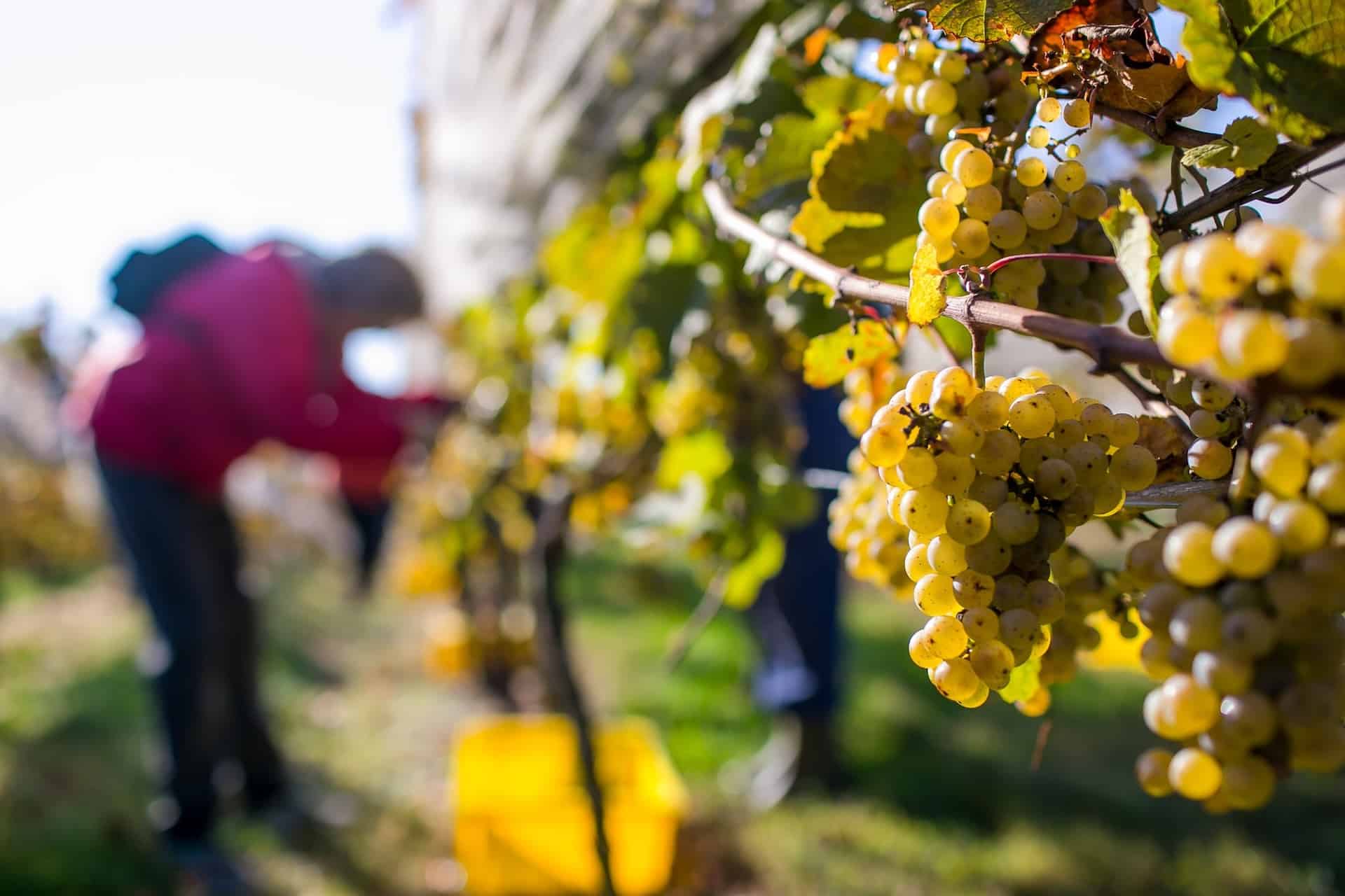 Harvest at Armstrong Valley Vineyard & Winery.