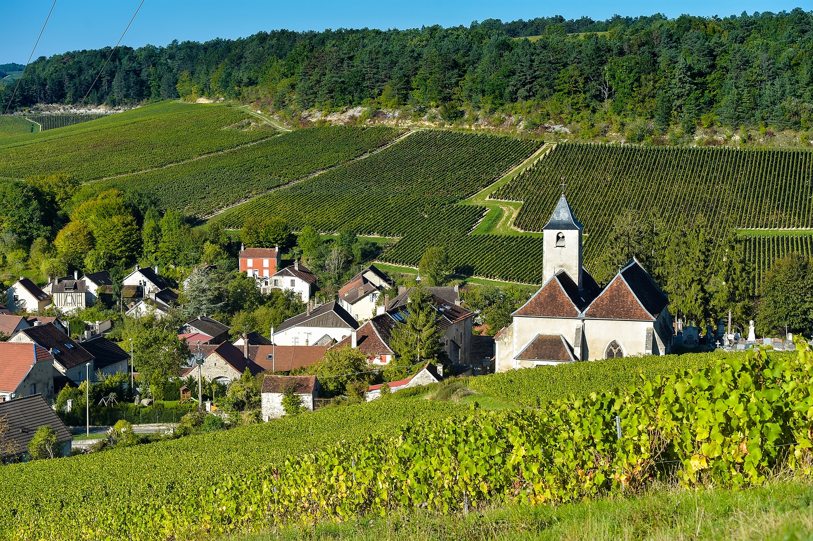 Champagne vineyards.