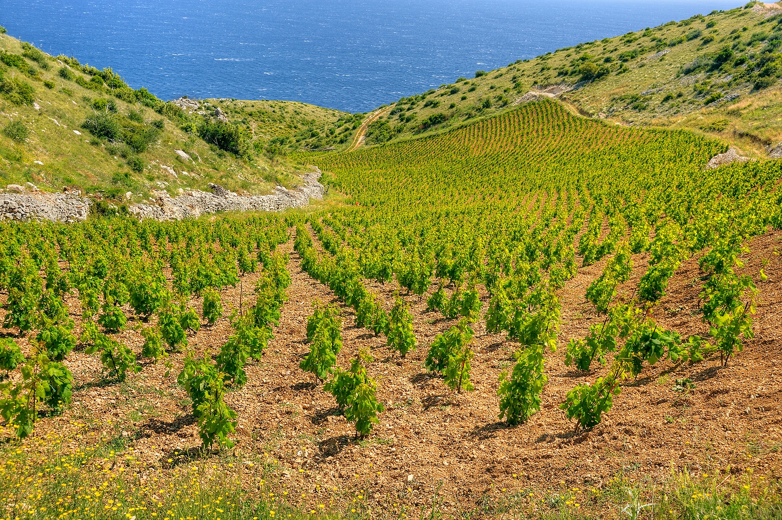 Vineyards along the southern coast of Hvar island west of Sveta Nedjelja C.
