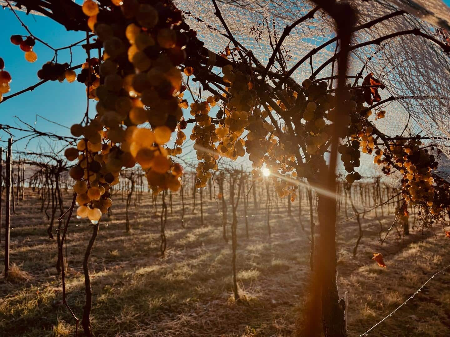 Armstrong Valley Vineyard & Winery vidal blanc.