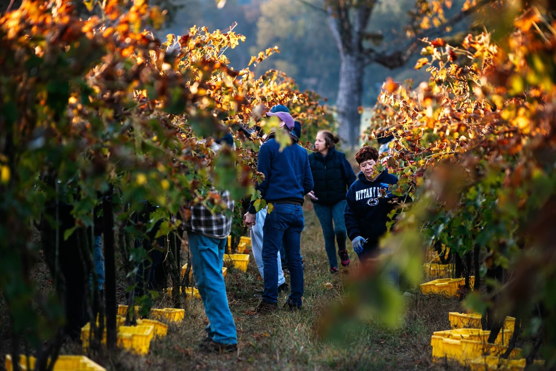 Volunteers harvesting at Armstrong Valley Vineyard & Winery.