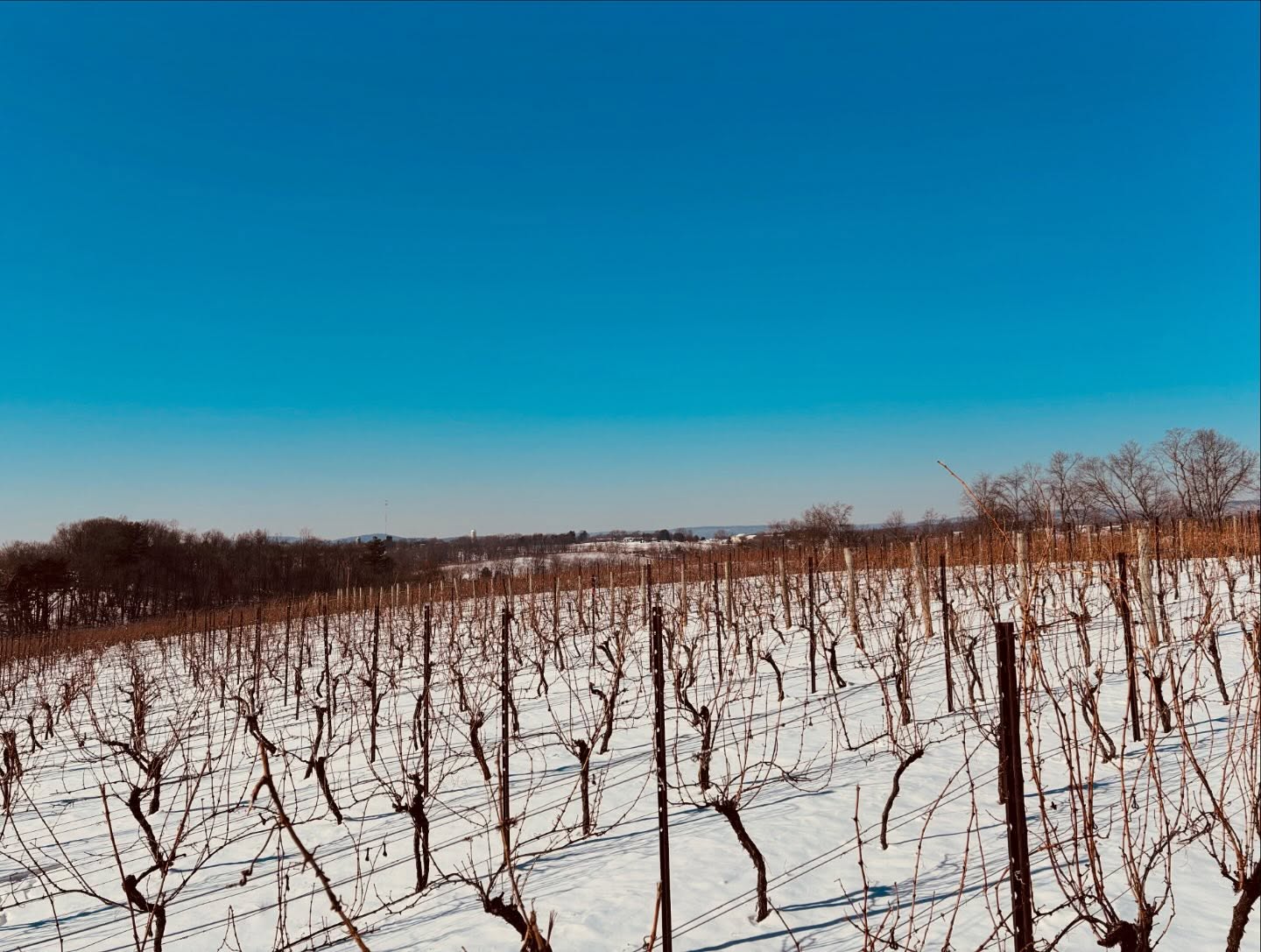 Winter at Armstrong Valley Vineyard & Winery.