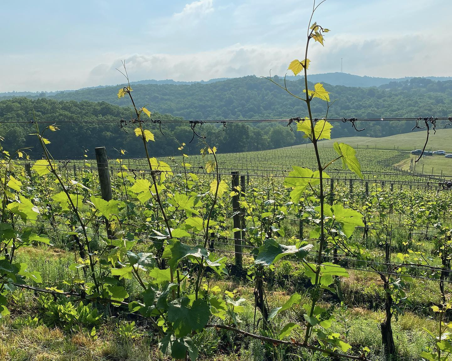 Chardonnay vines at Bella Terra Vineyards.