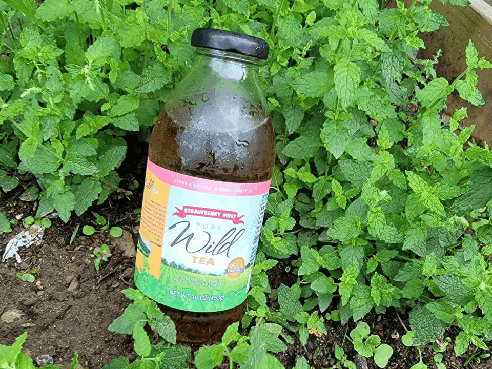 Pure Wild Tea strawberry mint.