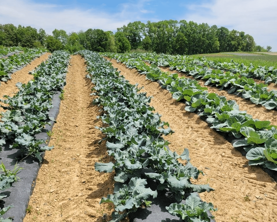 Kale growing at a Monroeville Lions Farmer's Market vendor farm.