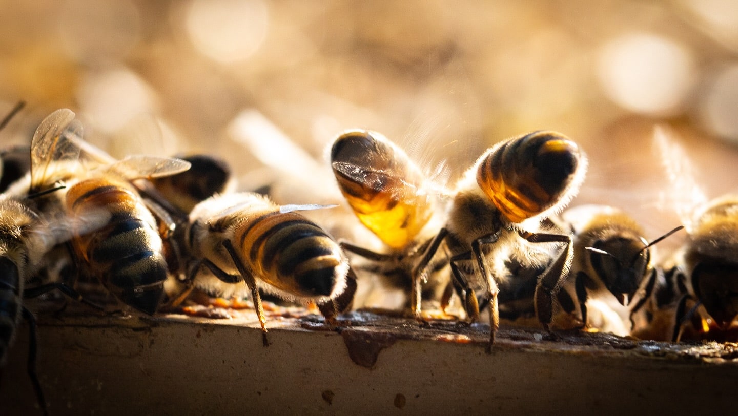 Bee photo by Backyard Buzz.