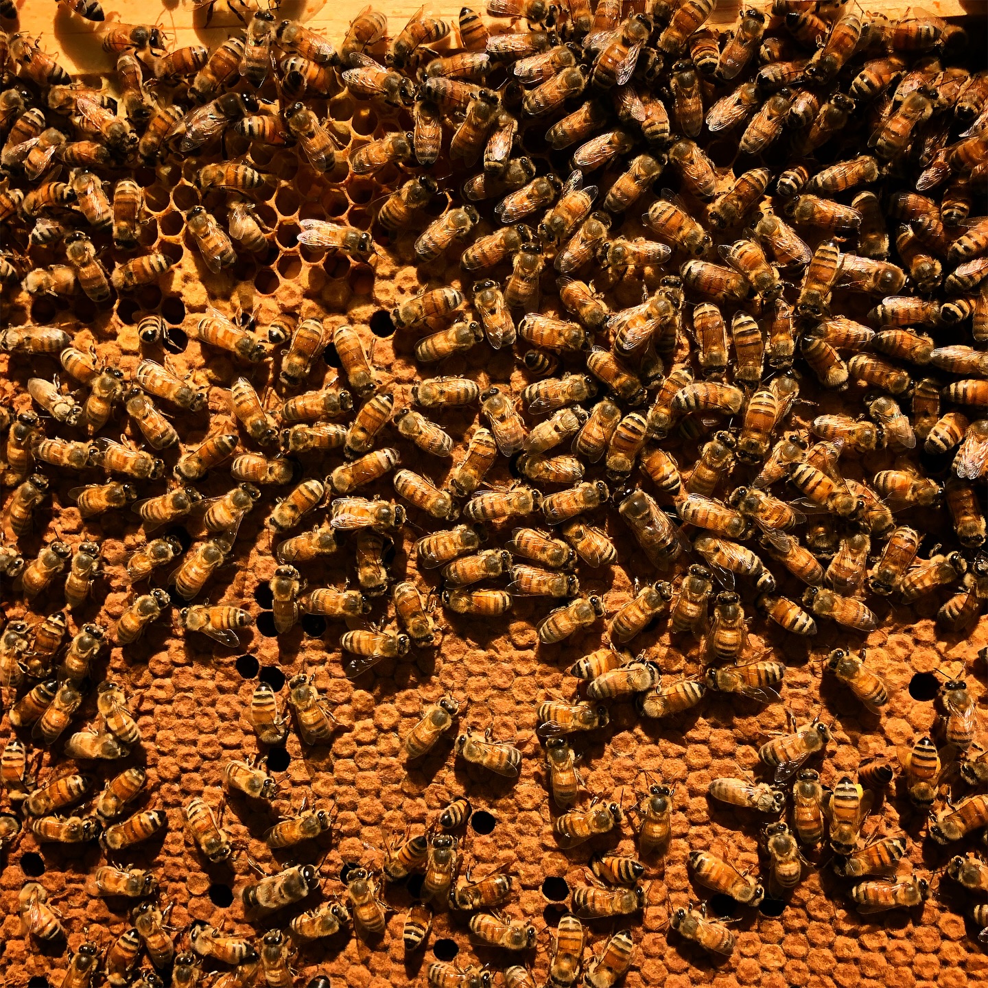 A hive of bees at PA Preferred® Backyard Buzz.