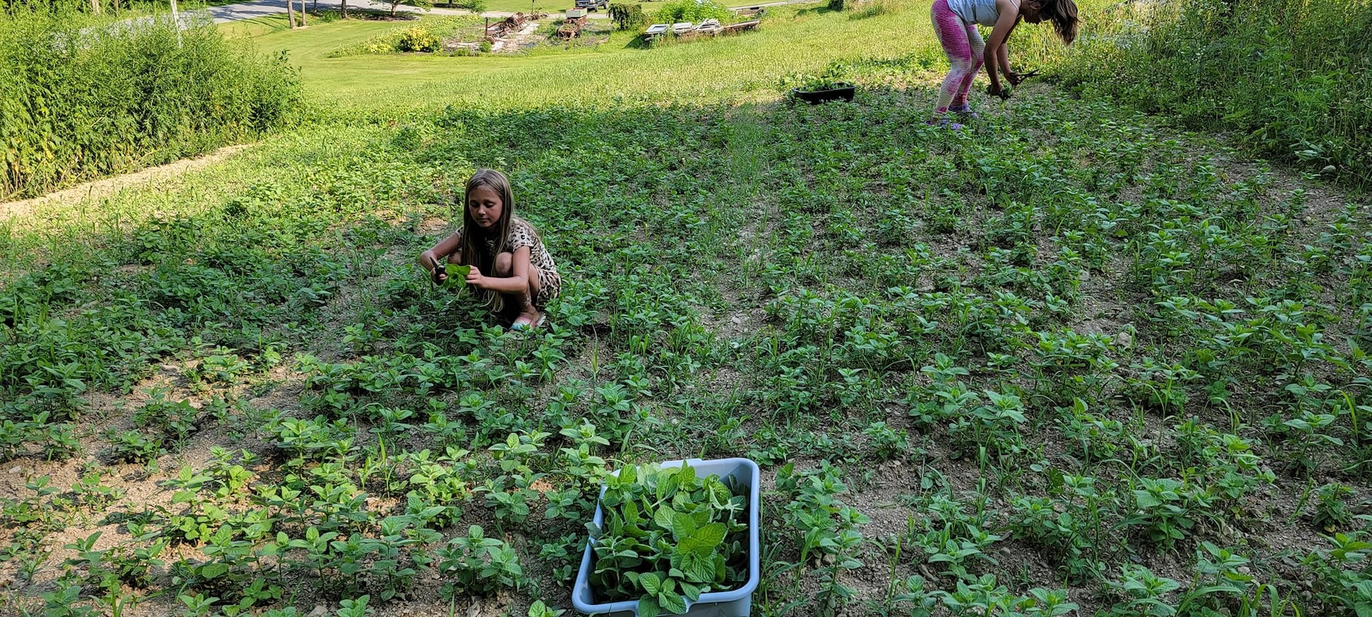 Mint harvest at Pure Wild Tea.