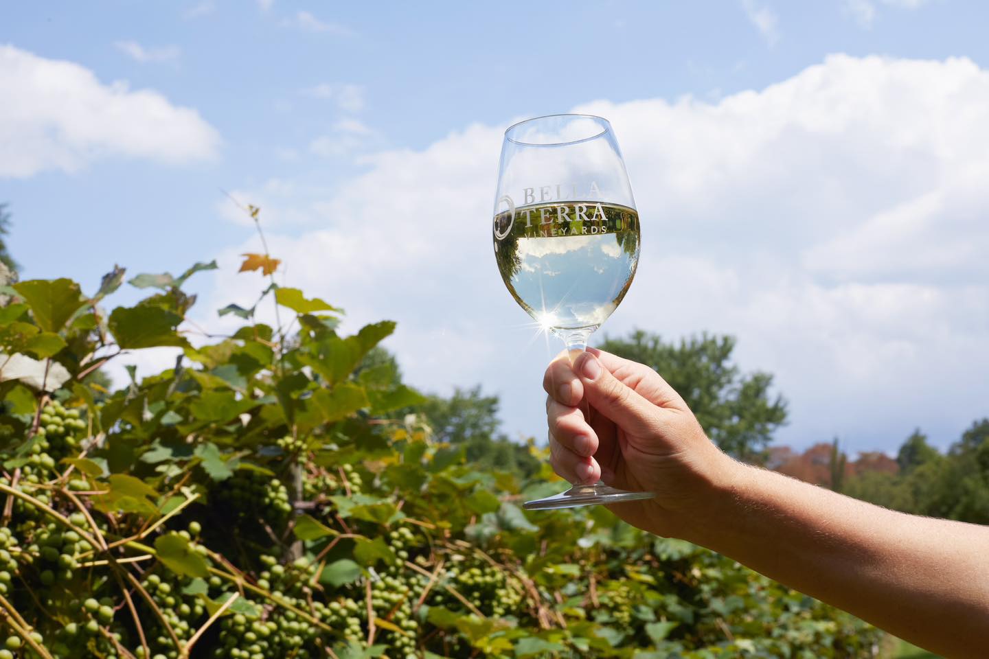 White wine at Bella Terra Vineyards.