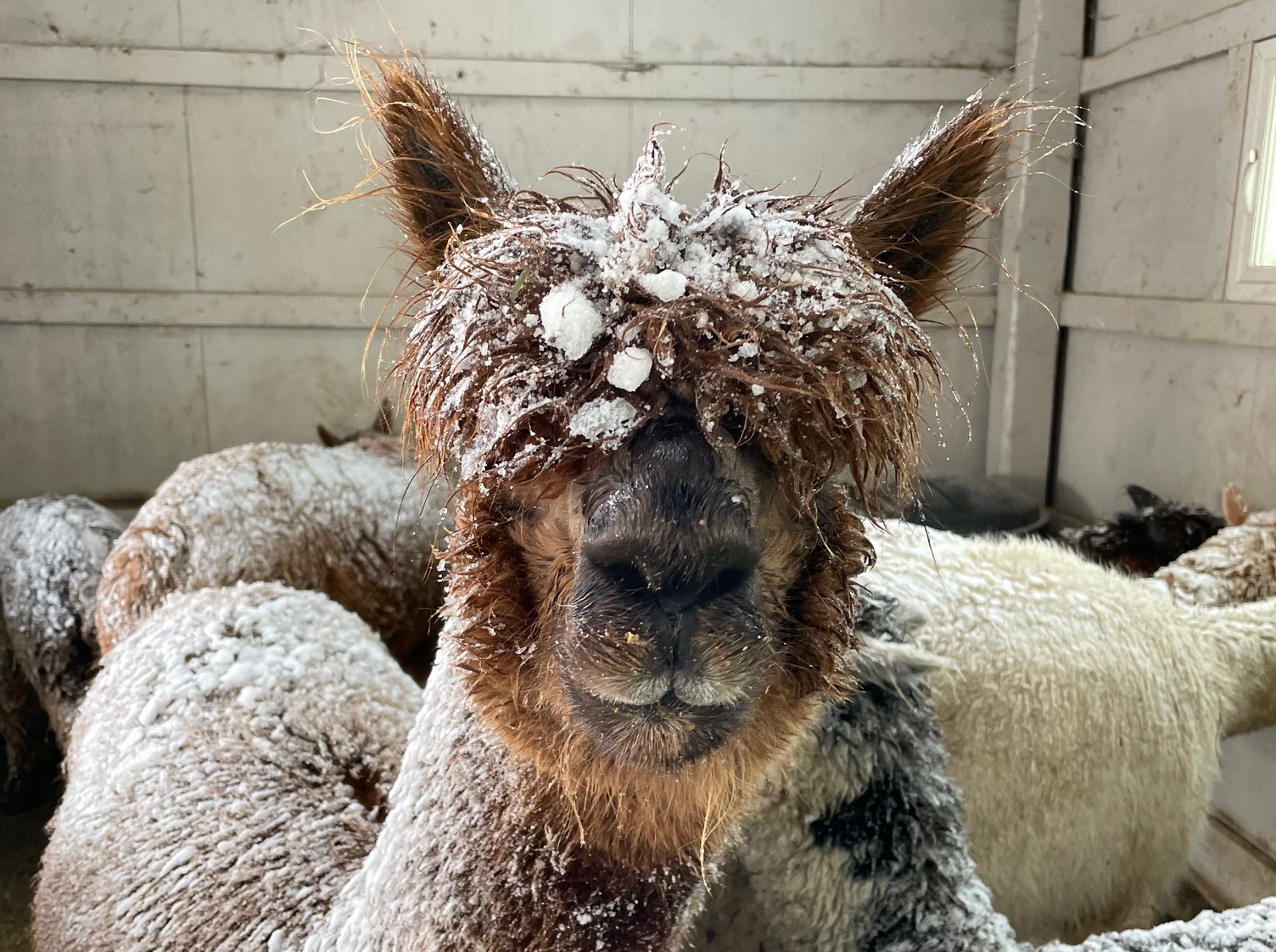 Warming up at Silkie's Farm.