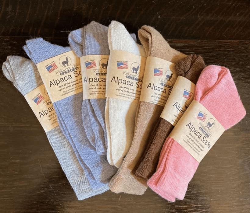 Socks at Pohopoco Creek Alpacas