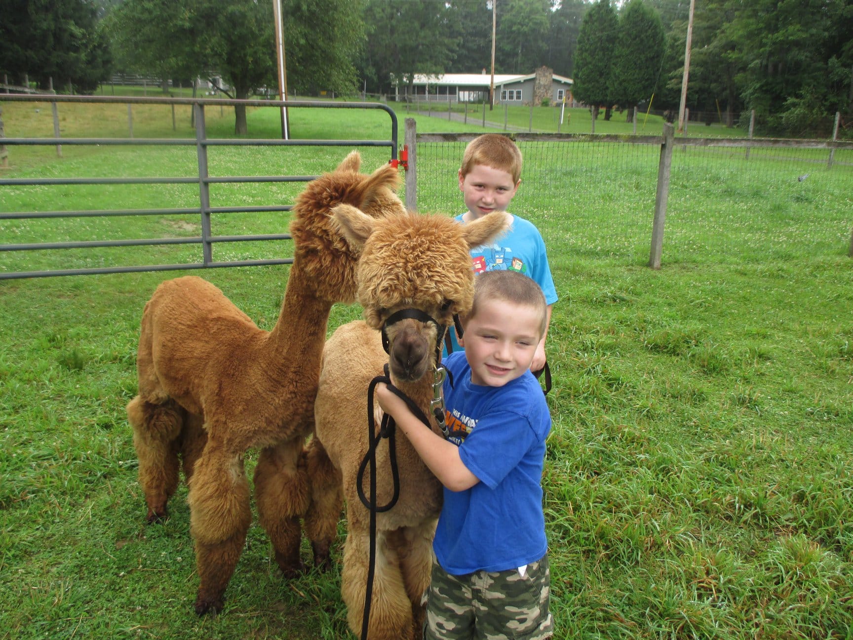 Terrace Mountain Alpacas with the owners' grandsons.