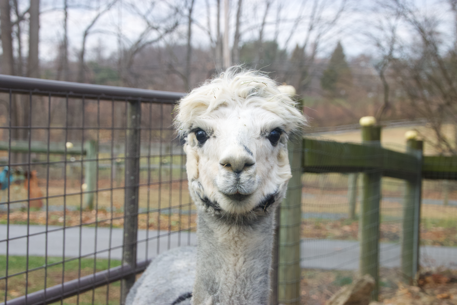 Hebe Jeebie at PA Preferred® Silkie's Farm.