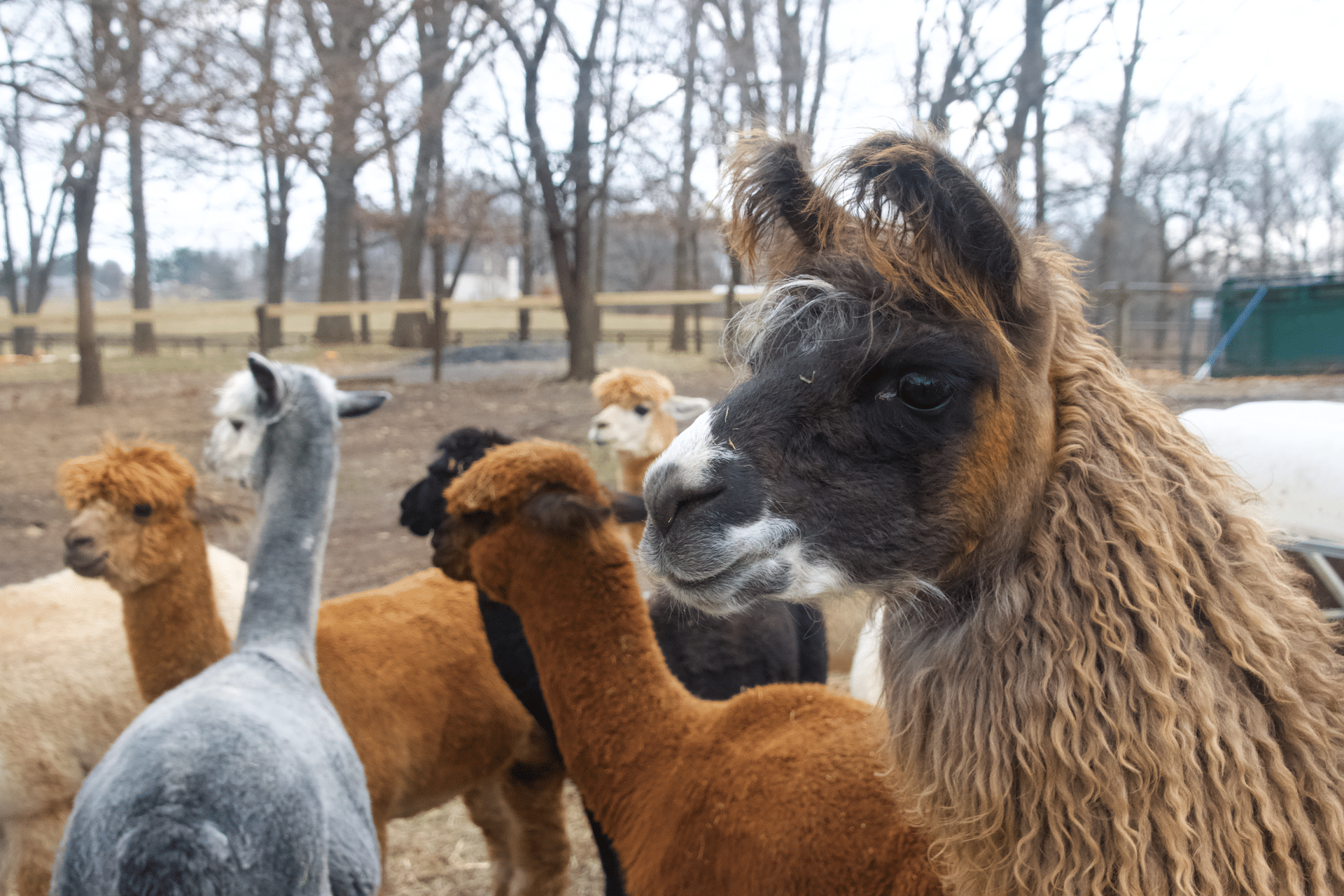 A llama oversees the herd at Silkie's farm.