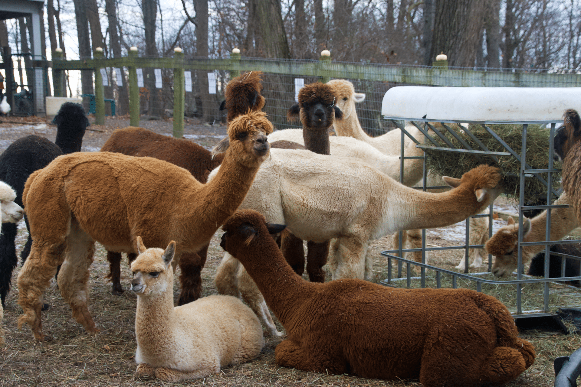 Alpacas at Silkie's Farm