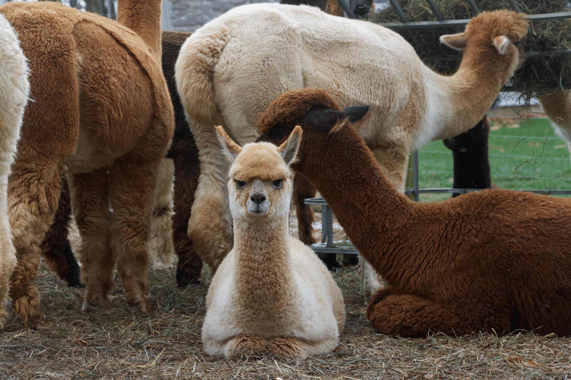 Alpacas at PA Preferred Silkie's Farm.