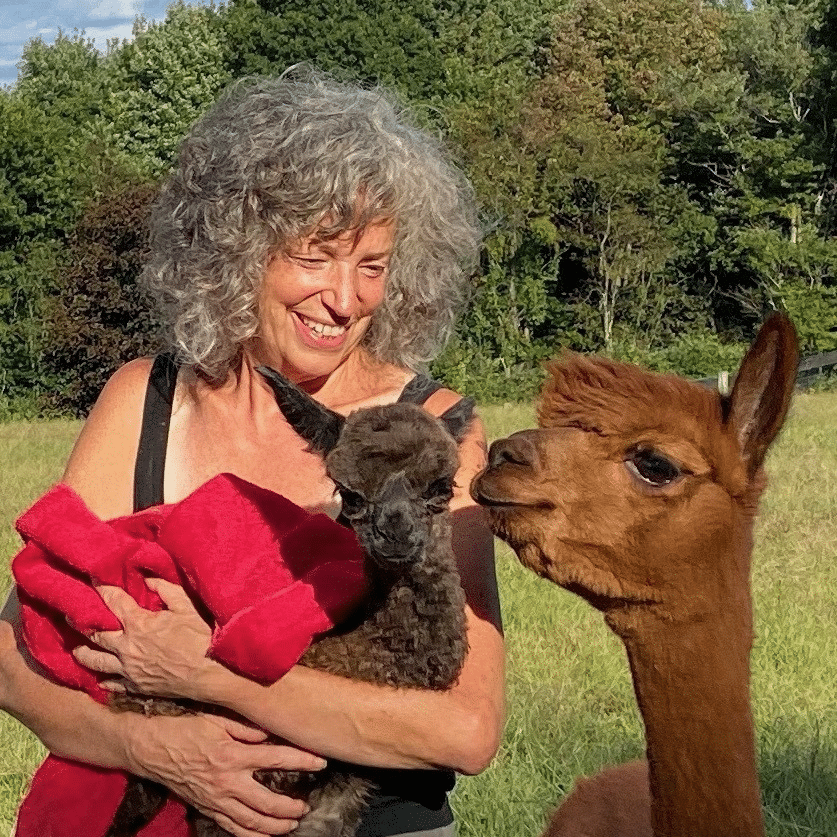 Mary Baxter holds a baby alpaca at Pohopoco Creek Alpacas.