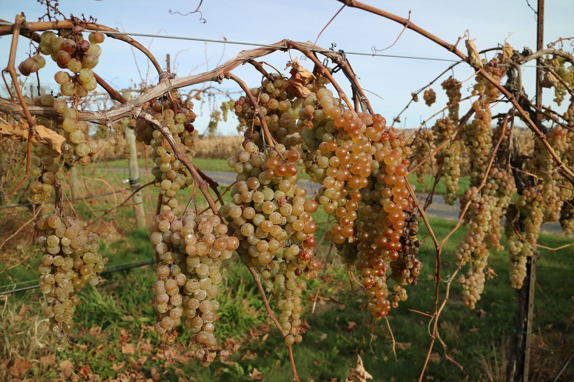 Happy Valley Vineyard & Winery Vidal Blanc grapes on the vine.