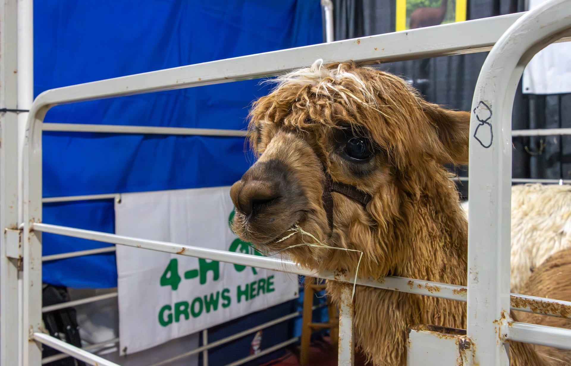 An alpaca at the PA Farm Show.