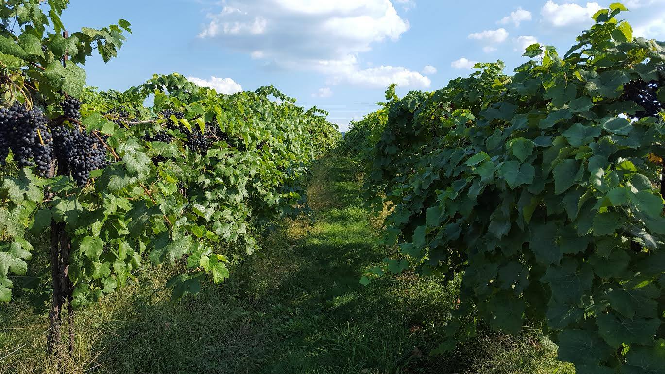 Happy Valley Vineyard & Winery Chancellor grapvines