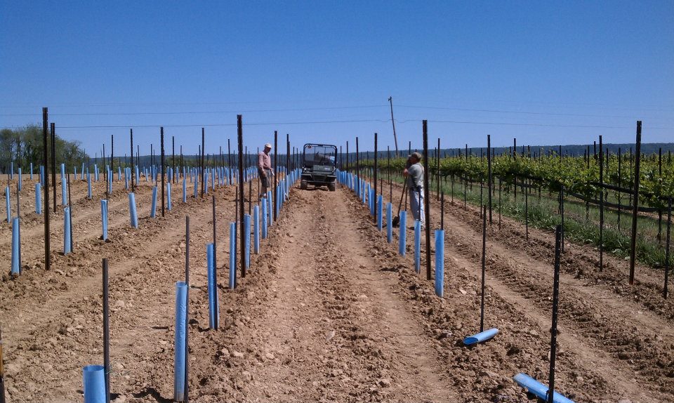 Happy Valley Vineyard & Winery planting.