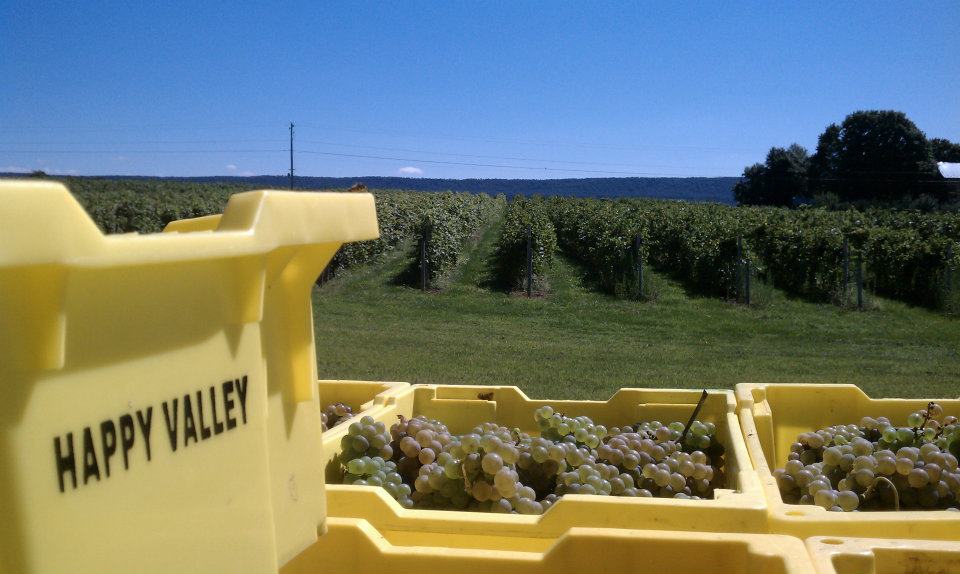 Happy Valley Vineyard & Winery bins.