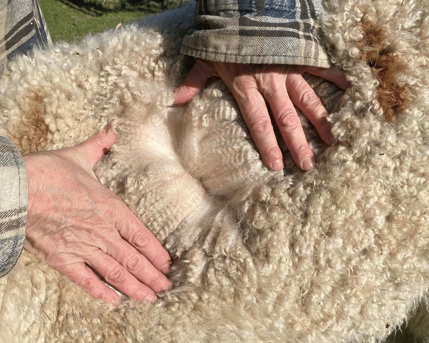PA Preferred Pohopoco Creek Alpacas fleece.