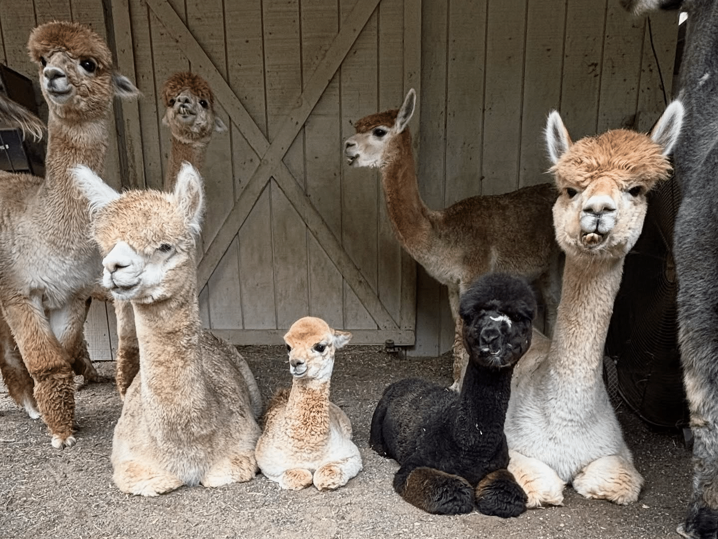 Silkie's Farm alpacas, which are PA Preferred.