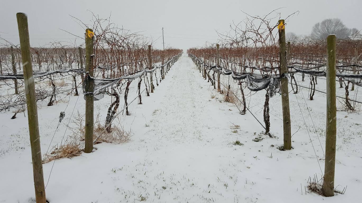 Winter at Happy Valley Vineyard & Winery.