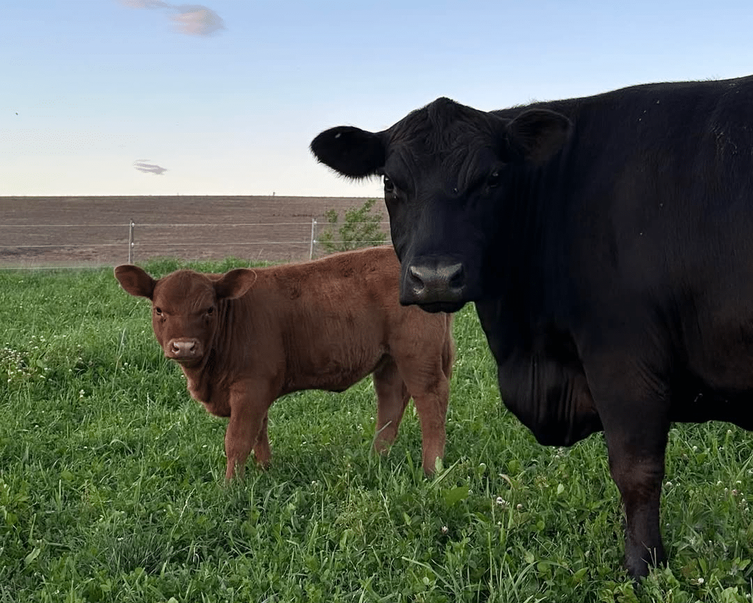 Aberdeen cattle at Last Chance Angus LLC in Lehigh County, Pennsylvania.