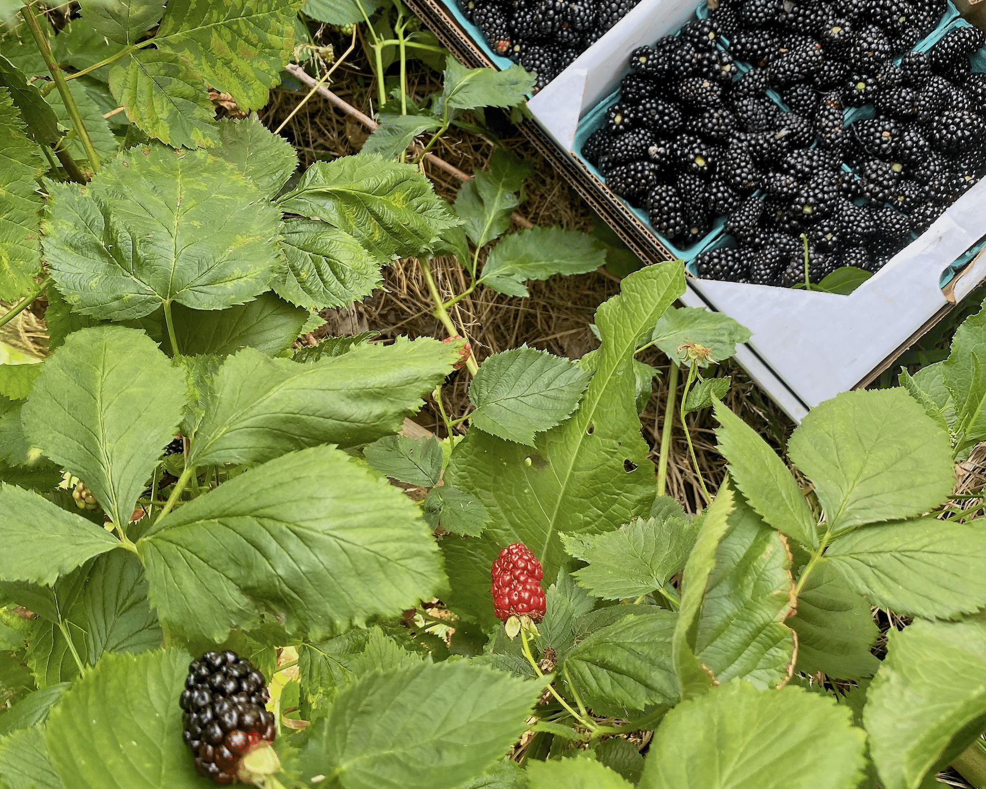 Blackberry harvest at PA Preferred Good Harvest Farms in Strasburg.
