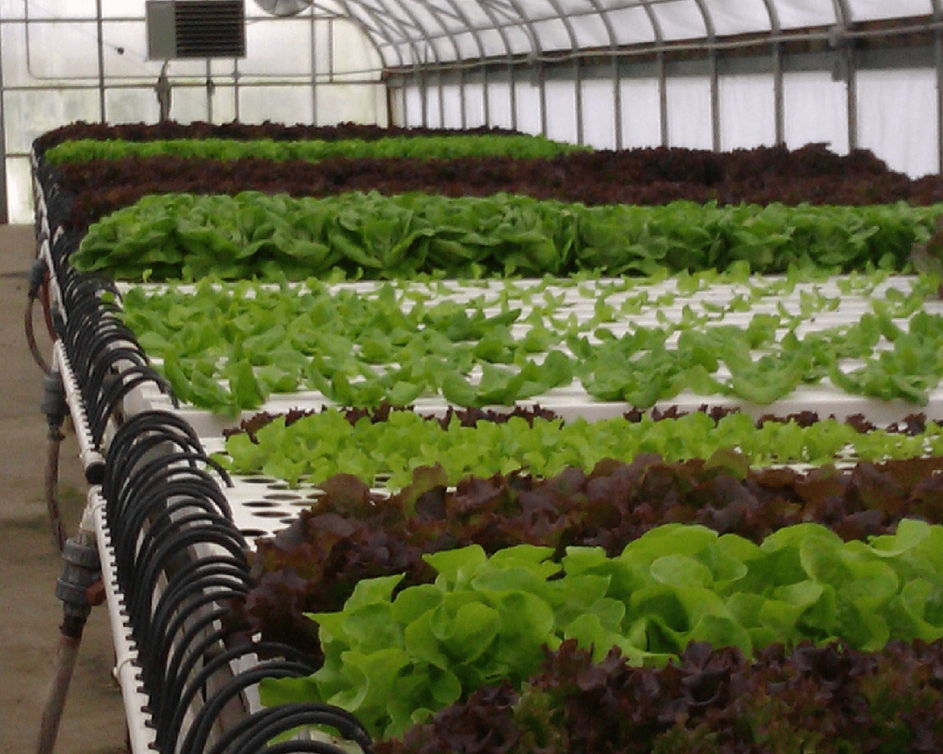 Hydroponic lettuce grown indoors at Good Harvest Farms.