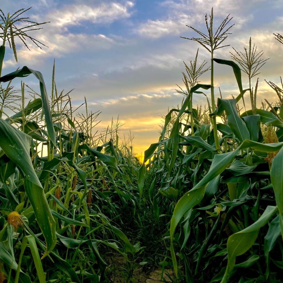 Sweet corn growing at PA Preferred Good Harvest Farms in Strasburg, Pennsylvania.