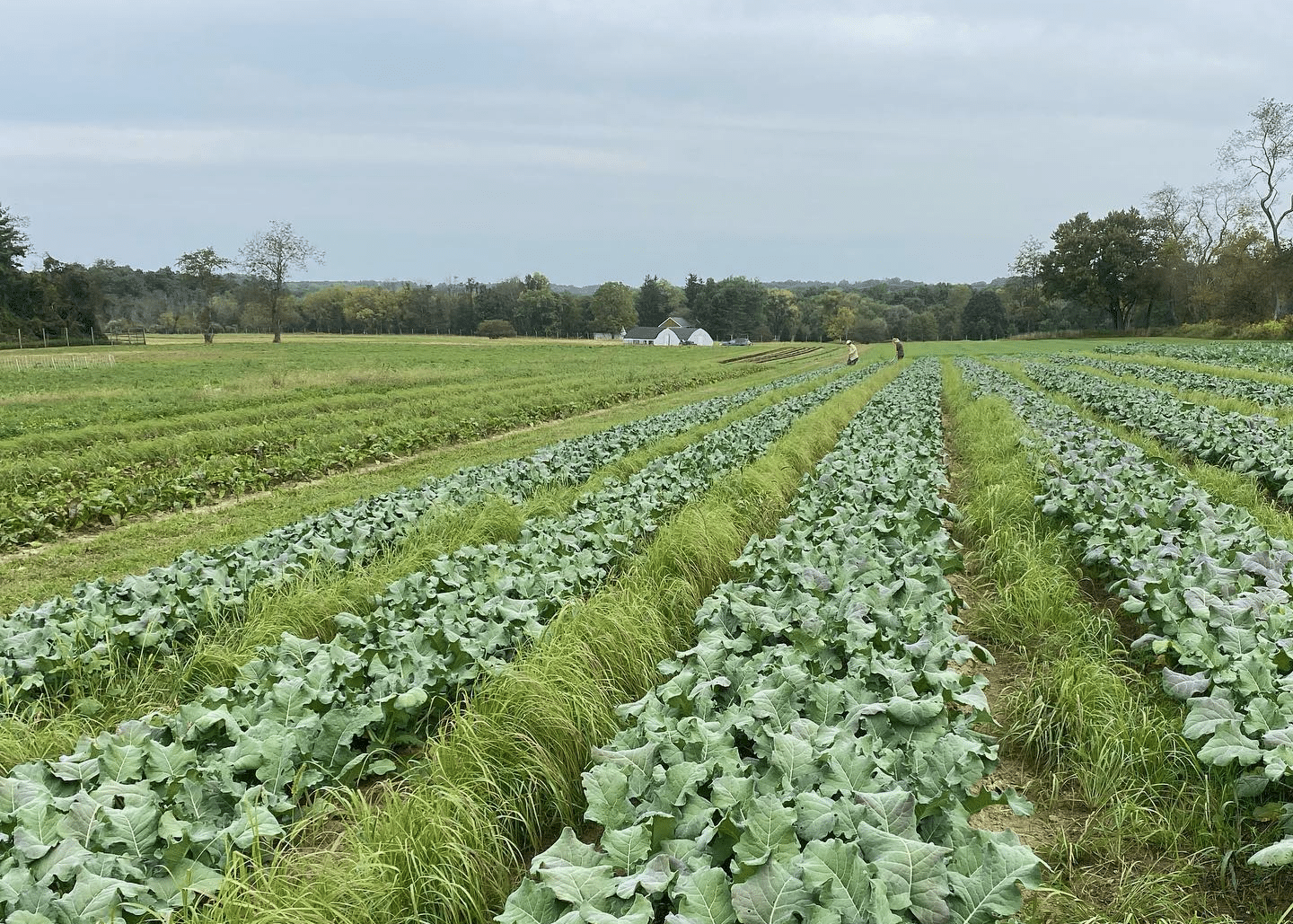 Carversville Farm Foundation fields.