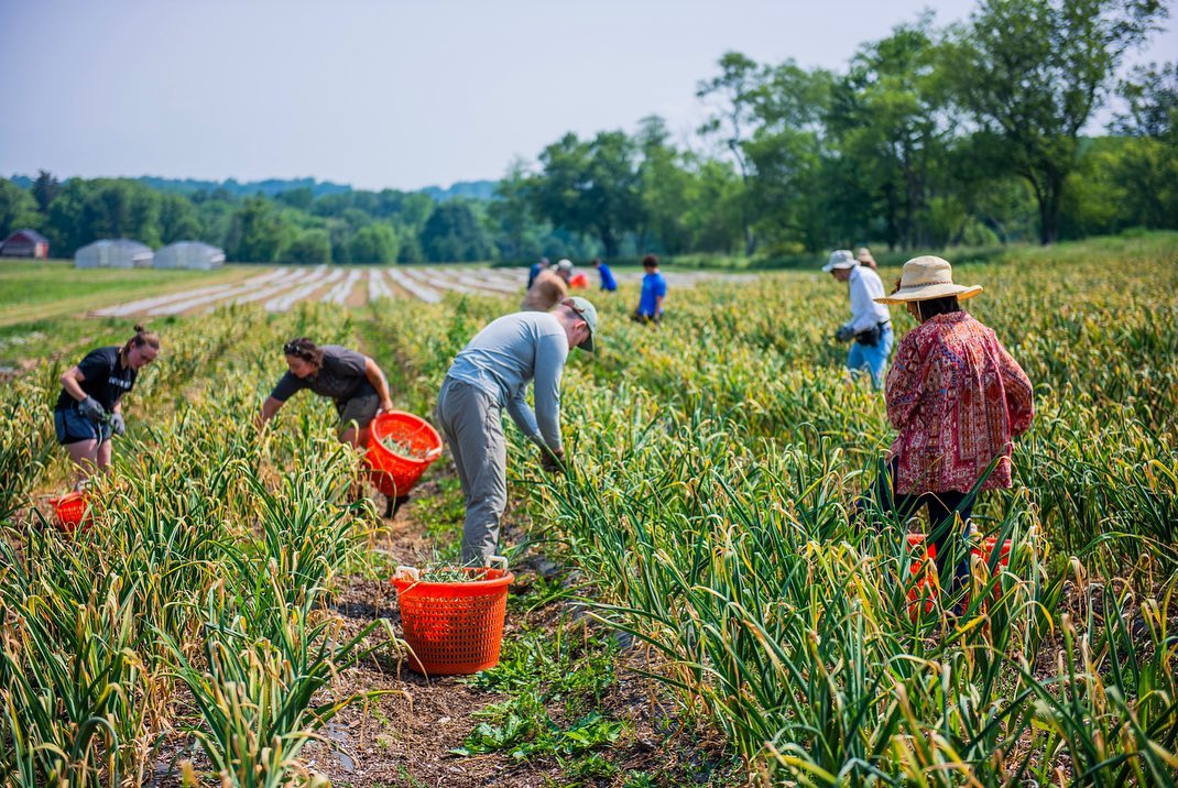 Volunteers tend garlic at Carversville Farm Foundation.