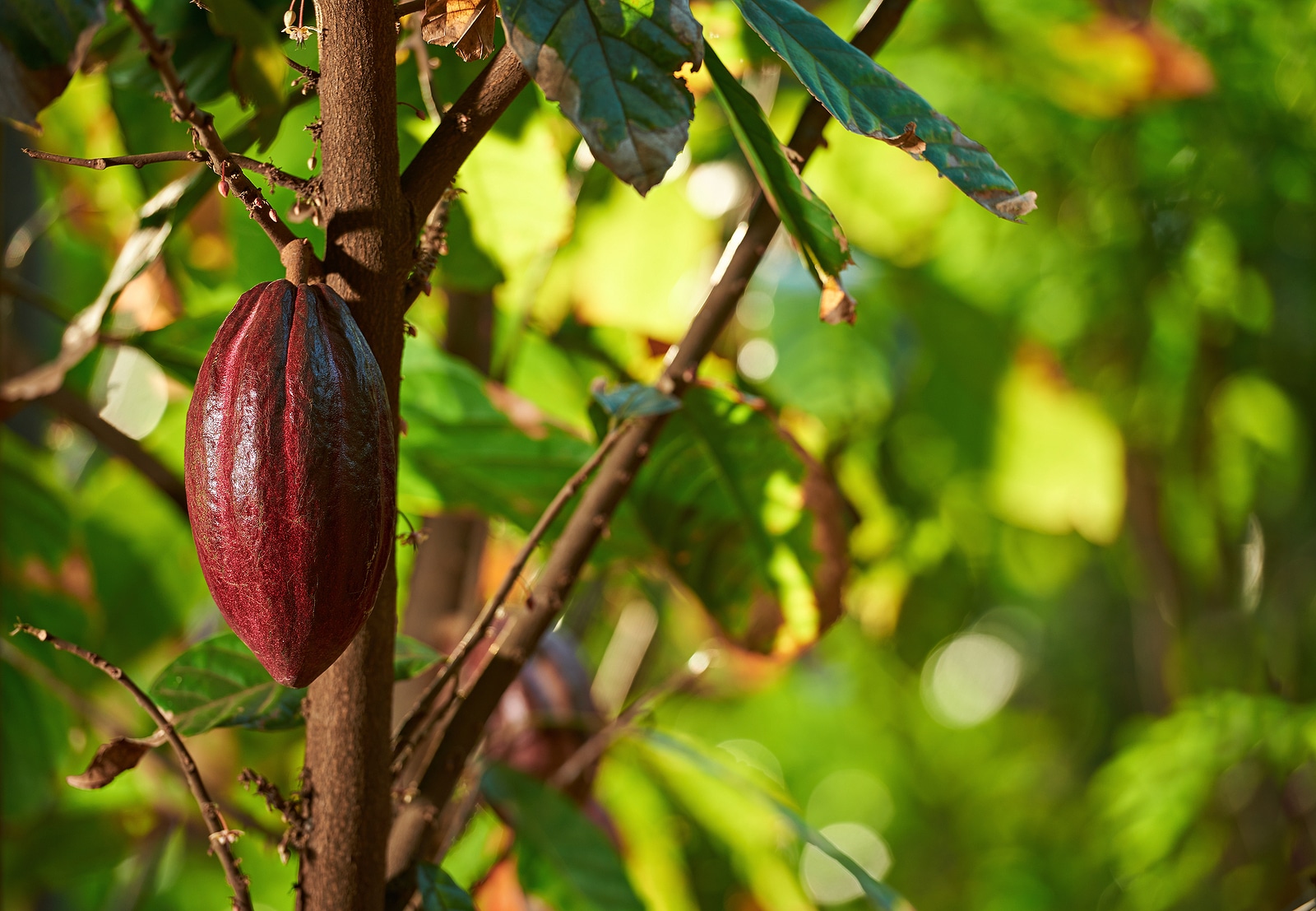 Cacao fruit on the tree.