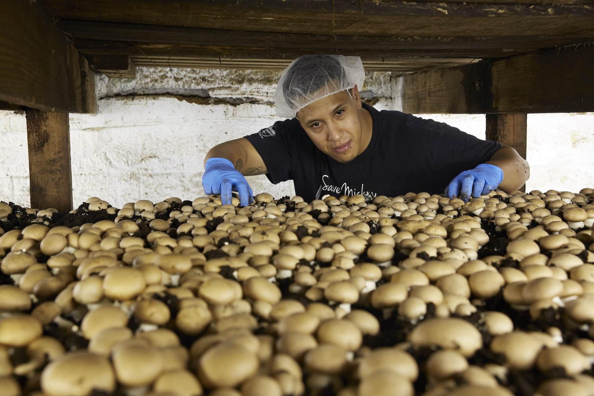 Harvesting at Buona Foods.