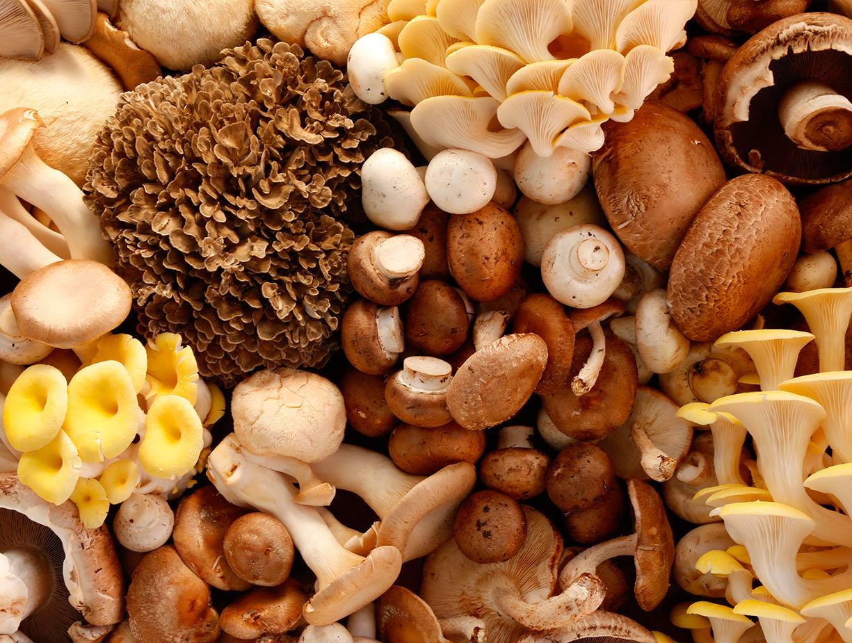 A variety of farm fresh mushrooms at Phillips Mushroom Farms.