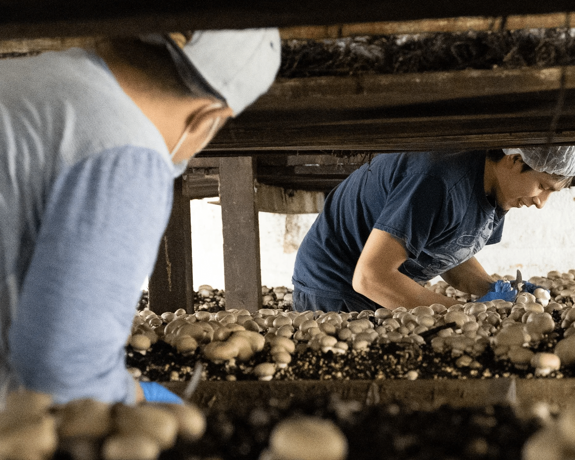 Harvesting mushrooms at Buona Foods.