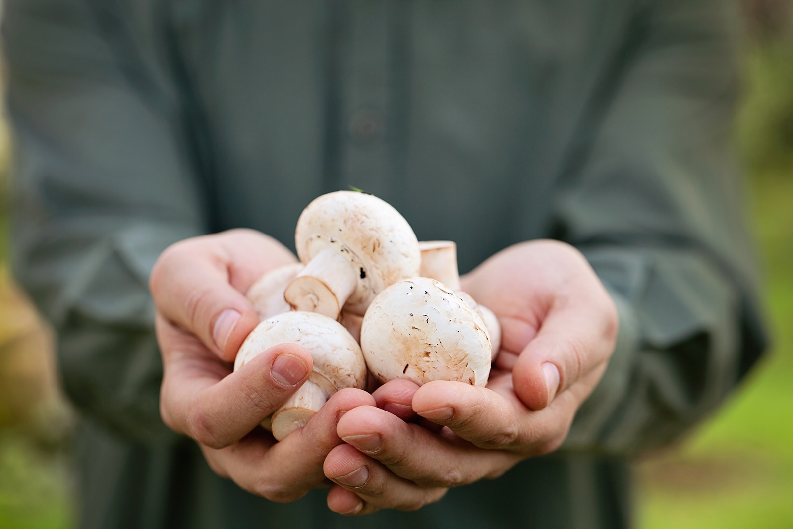 Organic mushrooms. Healthy food. Fresh mushrooms in farmers hands.