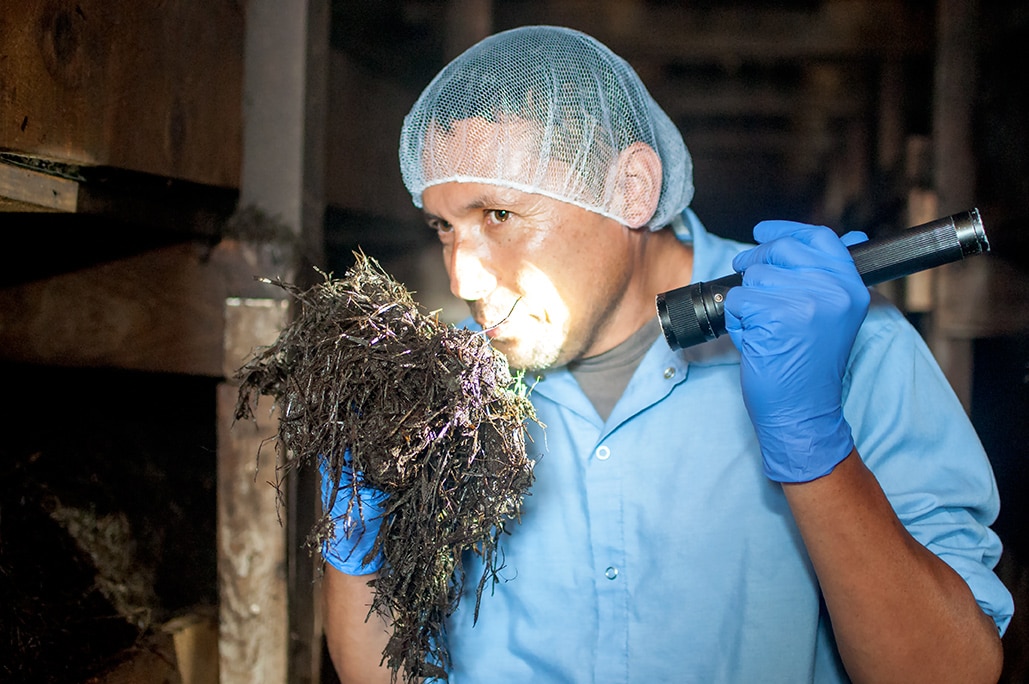Compost at Mother Earth LLC.