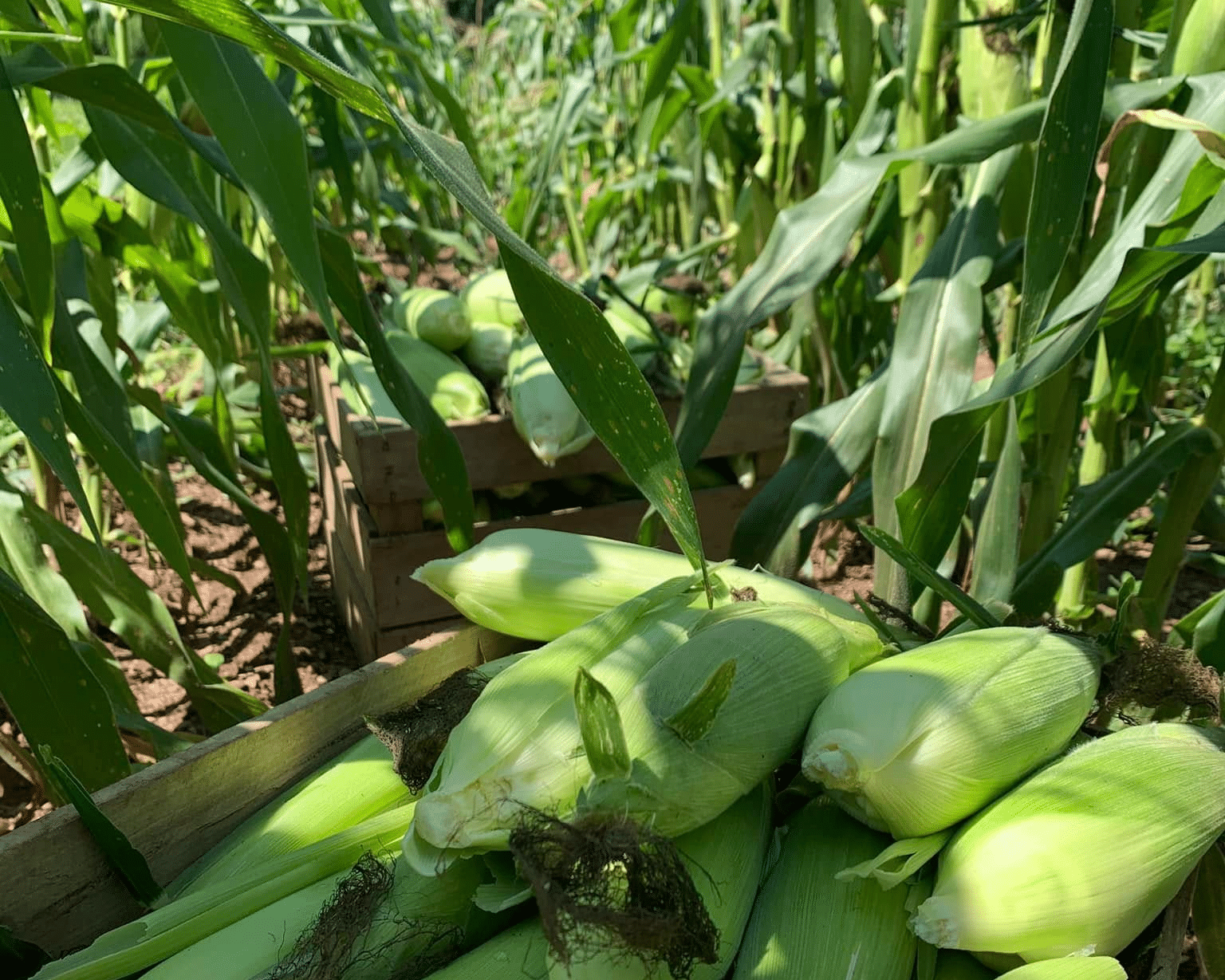 Sweet corn at Foxdale Farms in Pennsylvania.