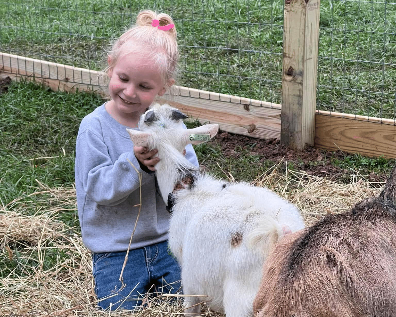Foxdale Farms goats and child.