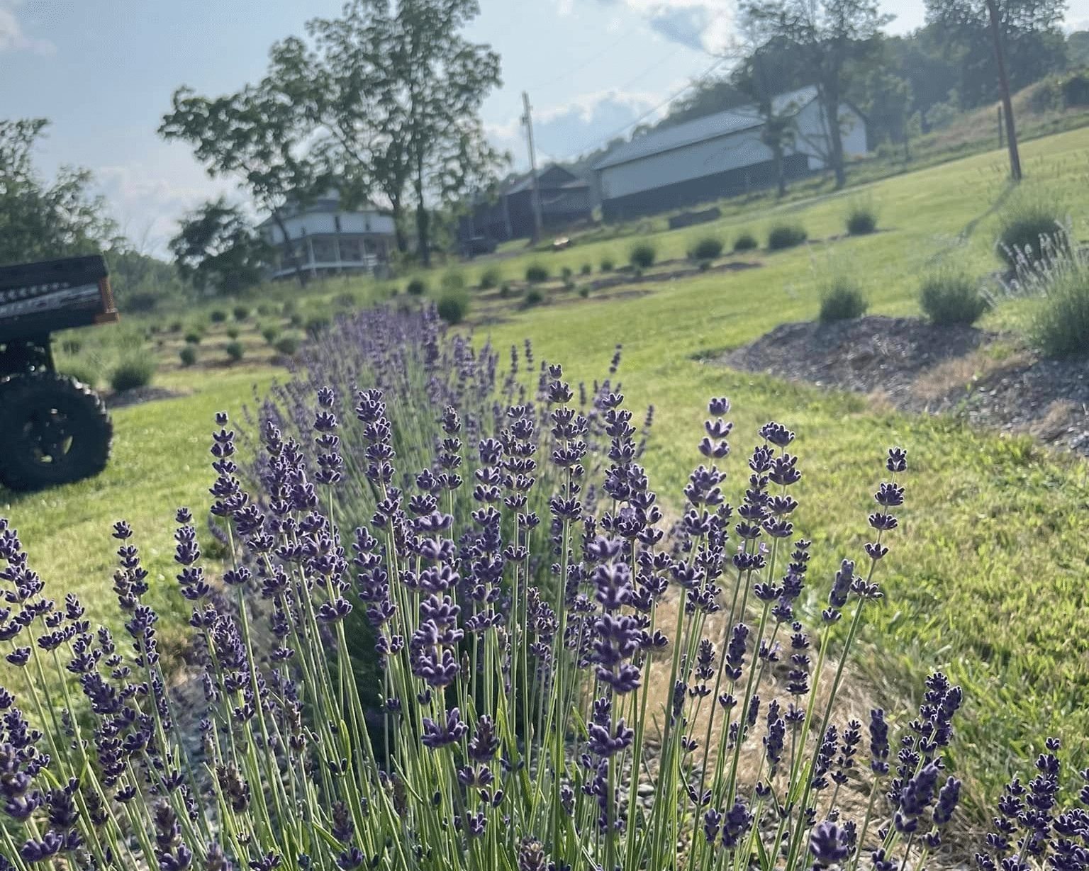 Farming at Willow Springs Lavender.