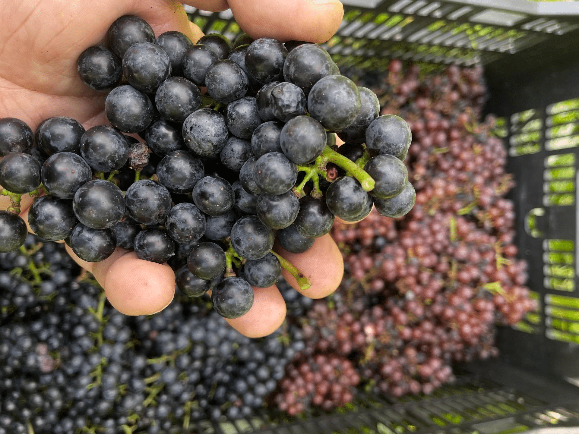 Grapes at Mount Bethal Farms.