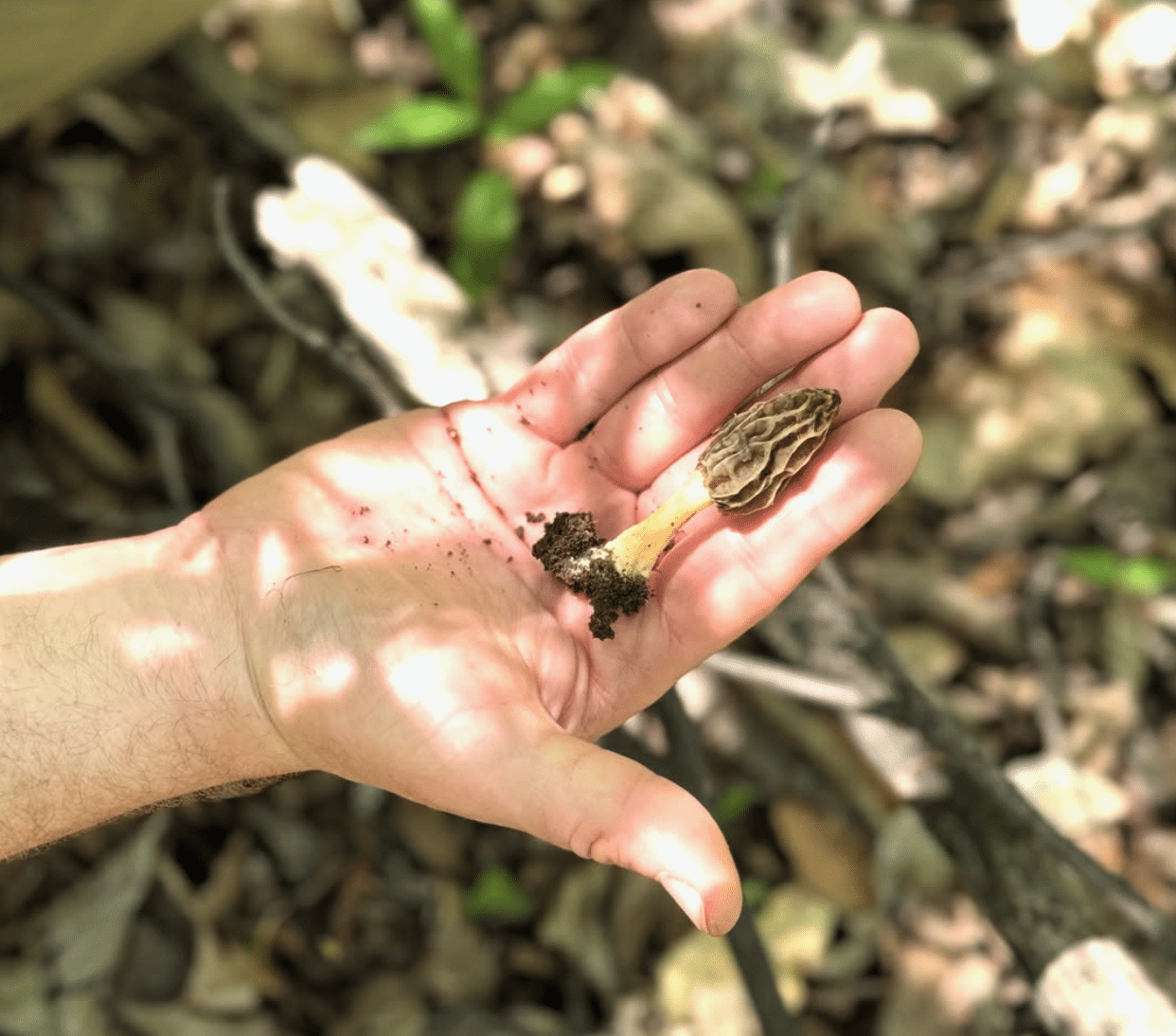 A foraged morel mushroom in Pennsylvania.
