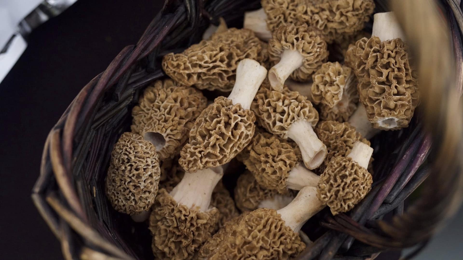 A basket of morel mushrooms at MorelFest.