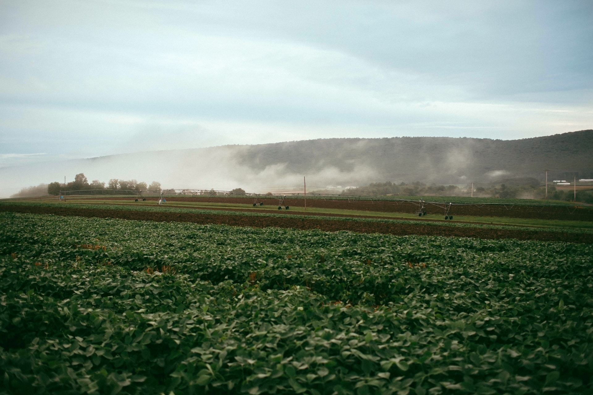 Sterman Masser Potato Farm fields.