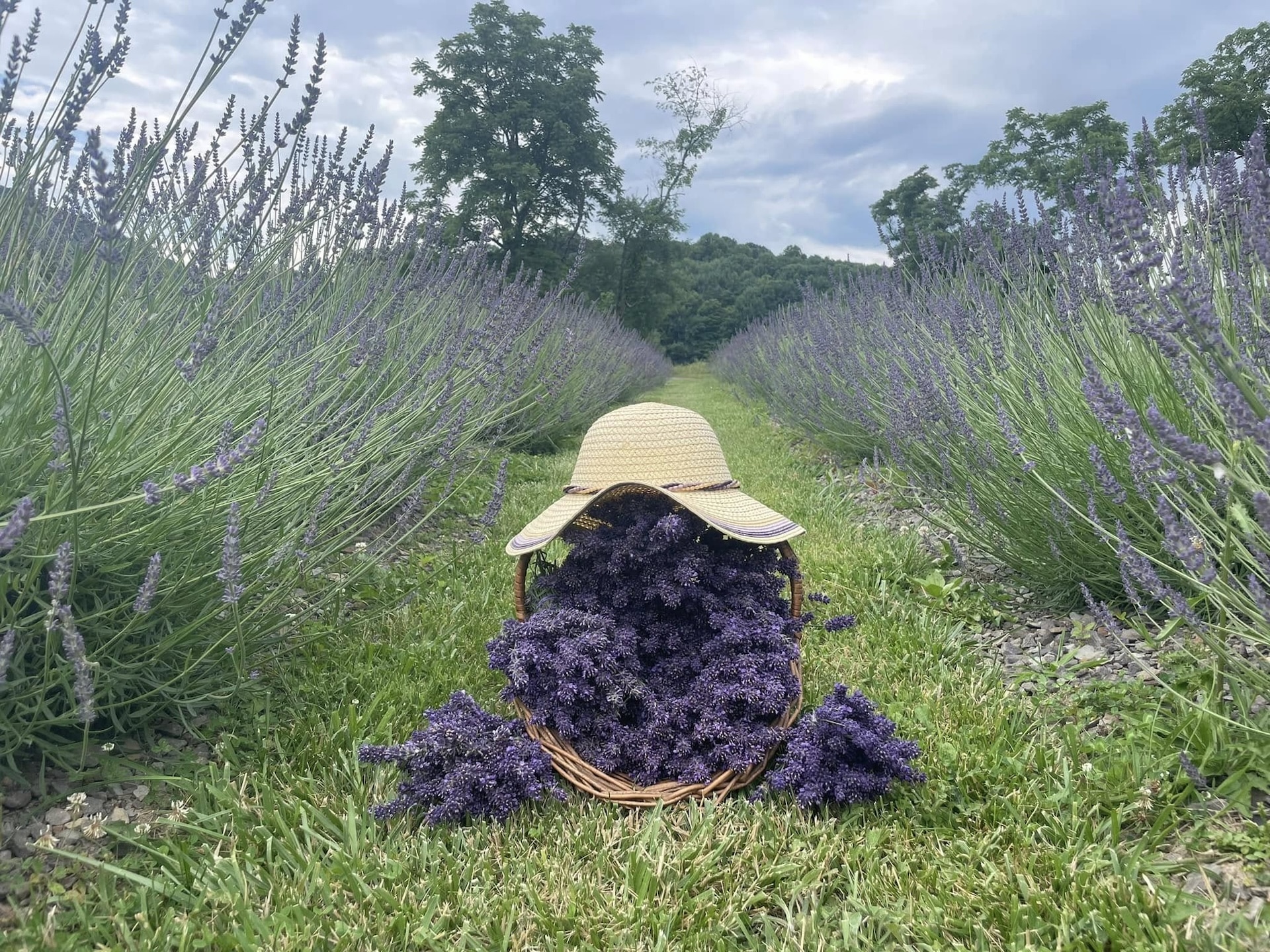 Willow Springs Lavender in the field.